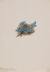 Moss Forget-me-not by Mary Vaux Walcott