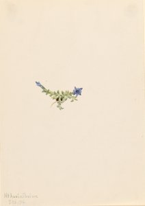 Moss Gentian by Mary Vaux Walcott