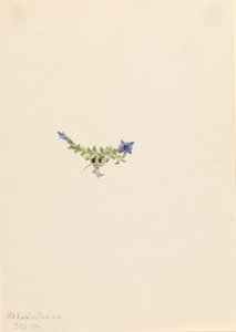 Moss Gentian, 1916 by Mary Vaux Walcott