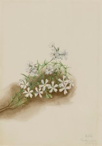 Moss Pink Phlox Subulate