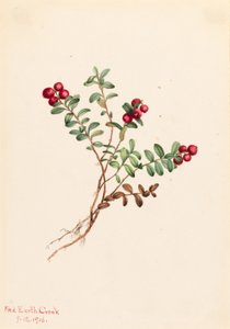 Mountain Cranberry