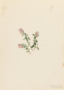 Mountain Cranberry