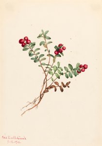 Mountain Cranberry
