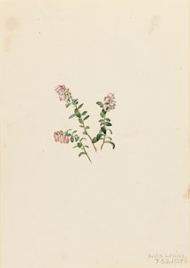 Mountain Cranberry Vaccinium vitisidaea minus
