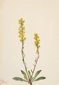 Mountain Goldenrod, 1921 by Mary Vaux Walcott