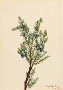 Mountain Juniper (Juniperus sibirica)