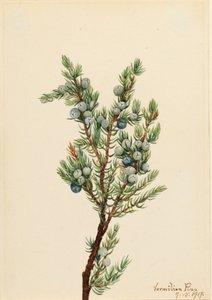 Mountain Juniper