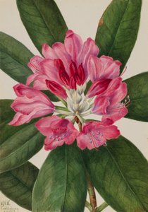 Mountain Rose-Bay Rhododendron Catawbiense, 1932