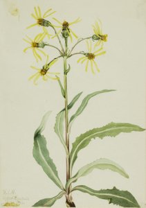 Mourning Groundsel by Mary Vaux Walcott