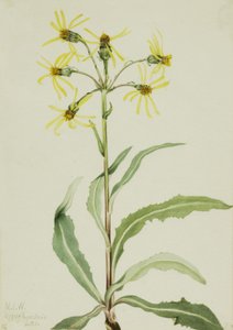 Mourning Groundsel Senecio lugens by Mary Vaux Walcott