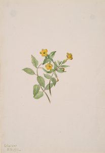 Musk-Flower Mimulus moschatus