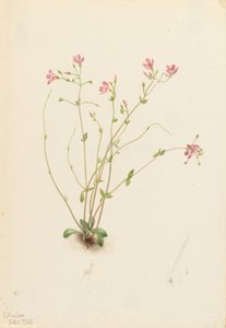 Naiad Spring Beauty (Claytonia parvifolia) by Mary Vaux Walcott