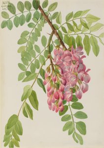 New Mexican Locust Robinia neomexicana by Mary Vaux Walcott
