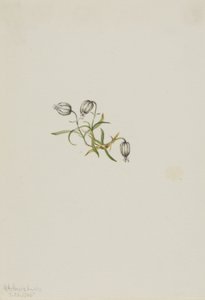 Nodding Campion (Lychnis apetala) by Mary Vaux Walcott