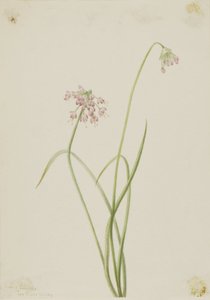 Nodding Onion