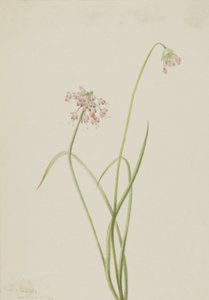 Nodding Onion by Mary Vaux Walcott