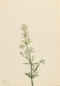 Northern Bedstraw Galium boreale