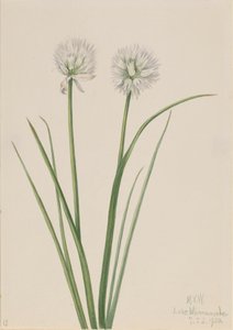 Northern Onion Allium sibiricum, 1920 by Mary Vaux Walcott