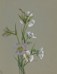 On the Road to Monument by Mary Vaux Walcott