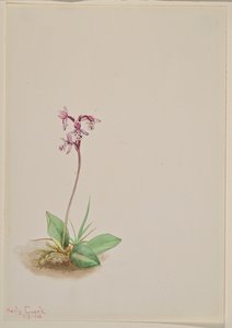 Orchis