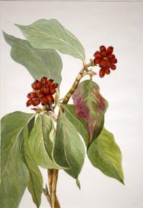 Pacific Dogwood by Mary Vaux Walcott