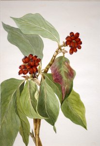 Pacific Dogwood Cornus nuttallii by Mary Vaux Walcott