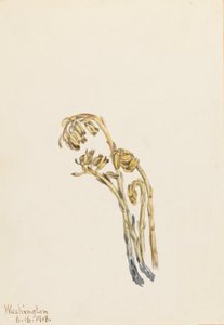 Pale Pinesap Hypopitys americana by Mary Vaux Walcott
