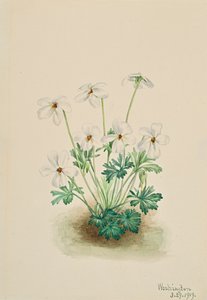 Pansy Violet