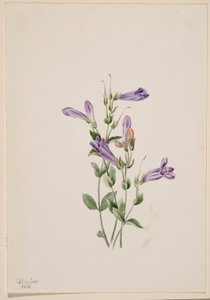 Penstemon (Penstimon fruiticosus) by Mary Vaux Walcott