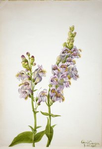 Pentstemon by Mary Vaux Walcott