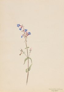 Pentstemon (Pentstemon procerus)