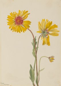 Perennial Gaillardia by Mary Vaux Walcott