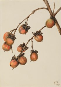 Persimmon Diospyros Virginiana, 1920