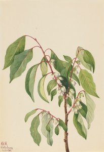Persimmon by Mary Vaux Walcott