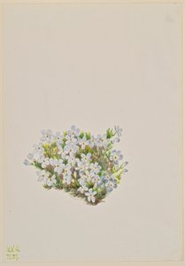 Phlox Phlox caespitosa, 1937