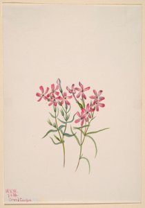 Phlox Stansburyi by Mary Vaux Walcott