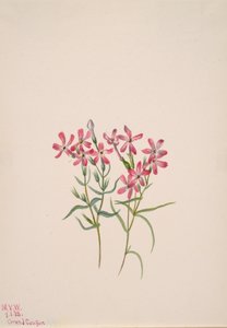 Phlox stansburyi by Mary Vaux Walcott