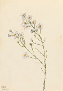 Pineland Aster (Aster squarrosus) by Mary Vaux Walcott