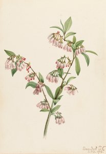 Pineland Blueberry Vaccinium tenellum, 1918