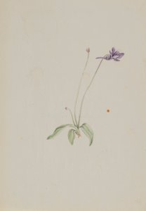Common Butterwort by Mary Vaux Walcott