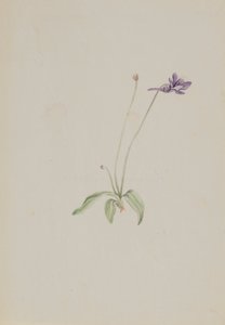Pinguicula vulgaris, ca. early 1930s by Mary Vaux Walcott