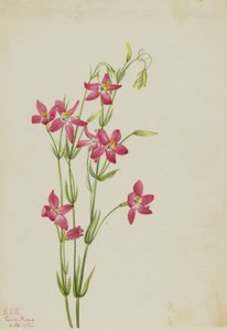 Pink Centaurium by Mary Vaux Walcott
