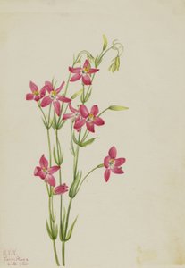 Pink Centaurium Centaurium venustum, 1925 by Mary Vaux Walcott