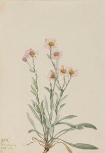 Pink Fleabane Erigeron caespitosus