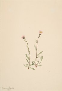 Pink Fleabane Erigeron jucundus, 1904