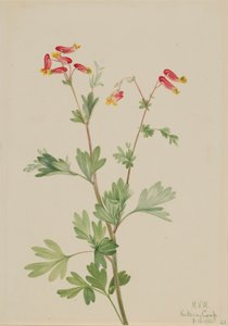 Pink Fumeroot by Mary Vaux Walcott