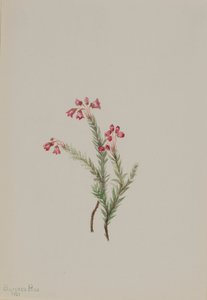 Pink Heather Phyllodoce empetriformis, 1901 by Mary Vaux Walcott