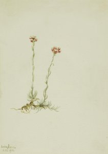 Pink Pussytoes (Antennaria rosea) by Mary Vaux Walcott