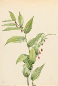 Pink Twisted Stalk by Mary Vaux Walcott