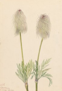 Plume Anemone Pulsatilla Occidentalis by Mary Vaux Walcott